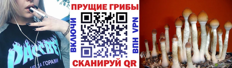 darknet формула  Воркута  Галлюциногенные грибы Cubensis 
